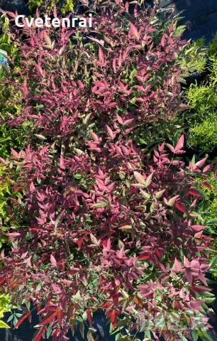 Нандина, снимка 1