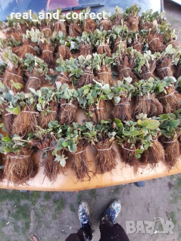 ПРОМОЦИЯ Разсад Ягоди и Малини Елитни Сортове, снимка 11 - Разсади - 53638722