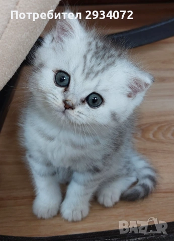 Малка женска британска сребърна чинчила си търси своите стопани