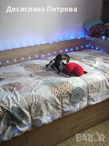 Продавам куче порода Бигъл, снимка 2 - Бигъл - 53692280