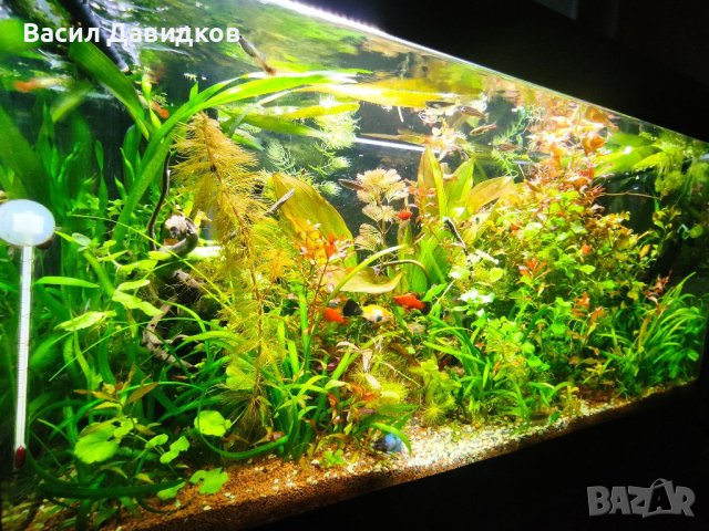 Аквариумни растения , имам и за езеро, снимка 17 - Рибки - 40911686
