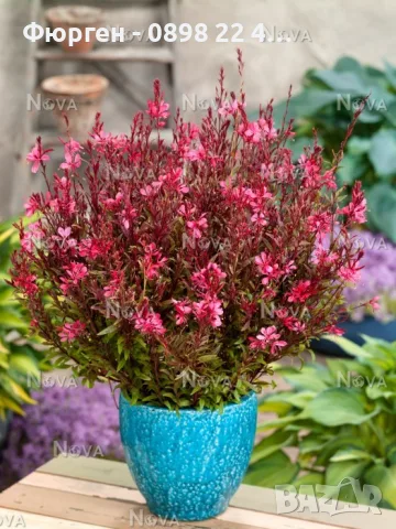 Гаура (Gaura lindheimeri), снимка 3 - Разсади - 55968627
