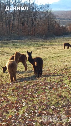 АЛПАКА, снимка 3 - Други животни - 39386552