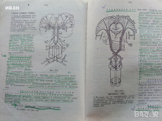 Анатомия на Човека-учебник записки - Т.Тодоров,И.Стоянов - 1979г., снимка 5 - Учебници, учебни тетрадки - 53834269