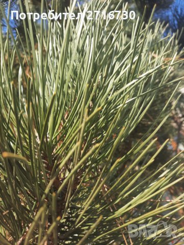 Боров мед от борови връхчета и шишарки, снимка 8 - Домашни продукти - 39312356