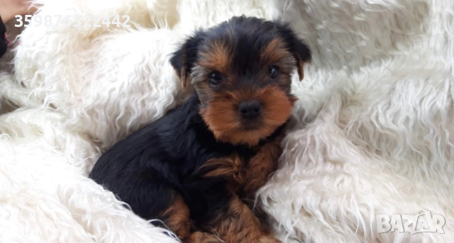 Мини йоркширски териерчета , снимка 2 - Йоркширски териер - 53710597