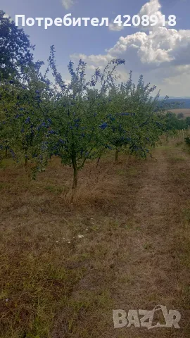 Сини сливи сорт Стенлей-консервиране, сладко, ракия и други