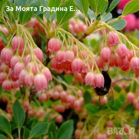 Енкиантус, снимка 5 - Градински цветя и растения - 49491493