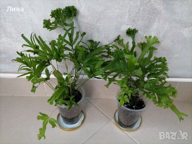 Папрат/ Pteris cretica mayii/, снимка 2 - Стайни растения - 41420688