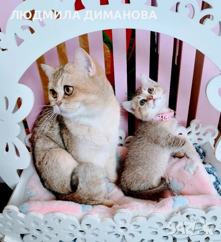 Шотландско мъжко златна чинчила , снимка 10 - Британска късокосместа - 53696771