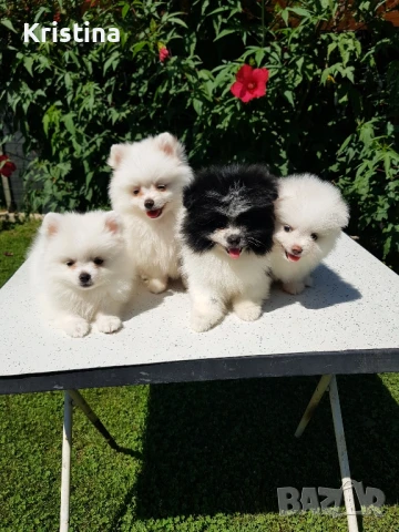 Померан померани свободни !, снимка 6 - Померан - 51308616