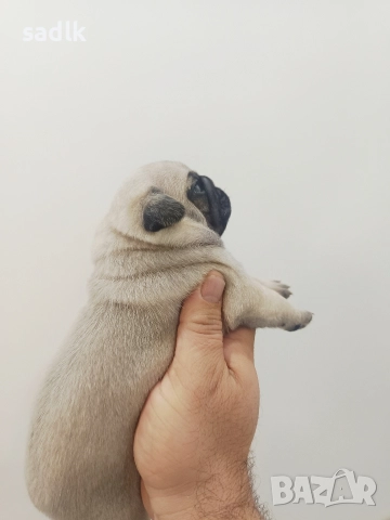 ЕЛИТНИ МОПСЧЕТА , снимка 5 - Мопс - 52454551