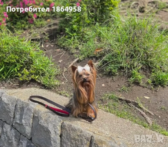 Мини Йорки РАЗПЛОД, снимка 3 - Йоркширски териер - 52749067