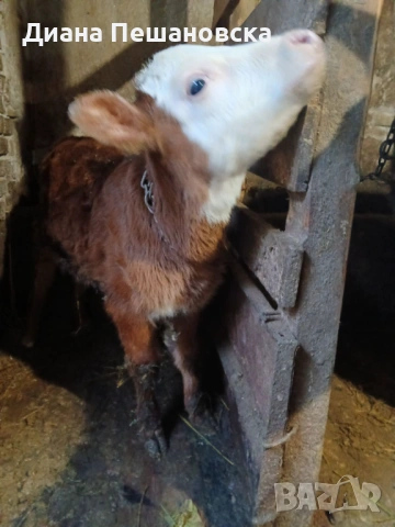 Женско теле