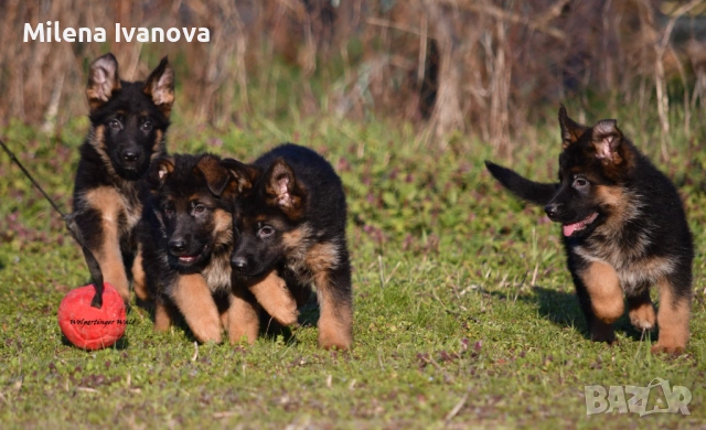 Малки немски овчарки от развъдник , снимка 3 - Немска овчарка - 53678555