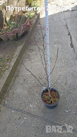 Hibiscus syriacus 'Duc de Brabant'  дървовидна ружа, снимка 4 - Градински цветя и растения - 53757456