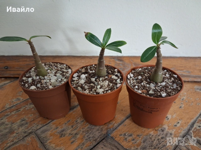 Адениум - Пустинна роза