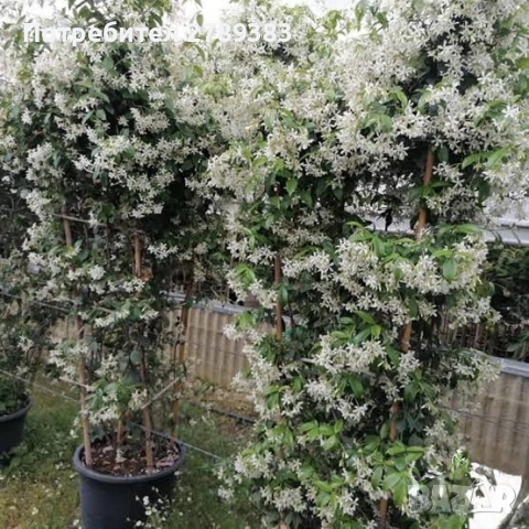 Вечнозелен жасмин , снимка 3 - Градински цветя и растения - 53443982