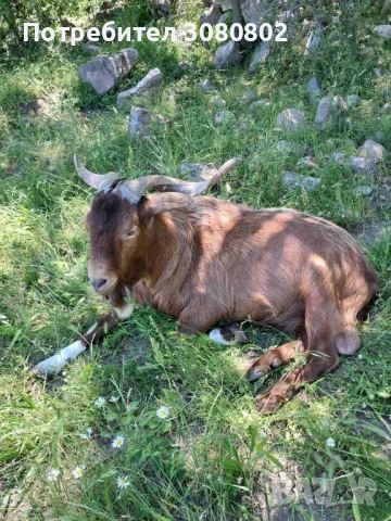 Кози , снимка 1