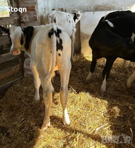 Продавам 5 Мъжки Телета