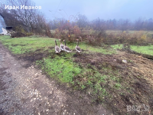 Гъски , снимка 4 - Патици и гъски - 52852245