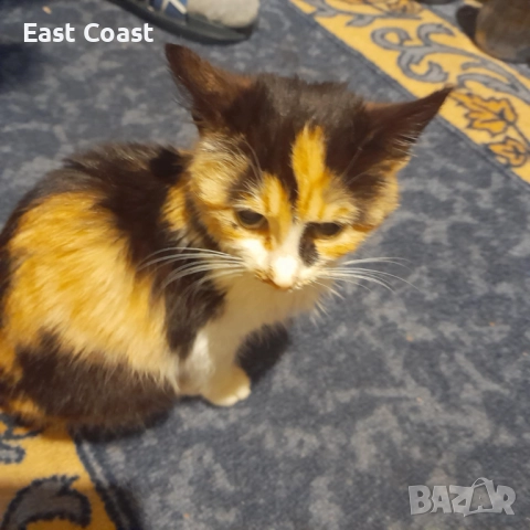 Малко сладко коте/котенце търси своя дом спешни във Варна, снимка 2 - Други - 52672571