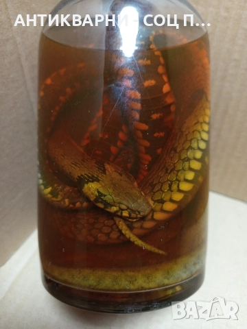 Стари Образователни Препарирани Змий В Стъклено Шише. , снимка 4 - Антикварни и старинни предмети - 52930650