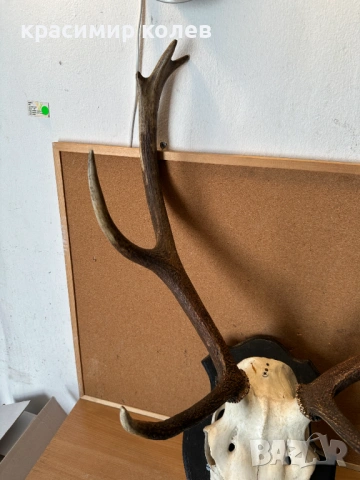 ловен трофей рога от Благороден елен, снимка 4 - Антикварни и старинни предмети - 53802921