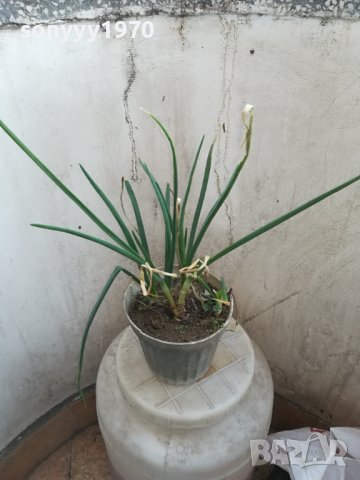 ЛУК ЗАСАДЕН В САКСИЯ 1602241334, снимка 2 - Градински цветя и растения - 44322662