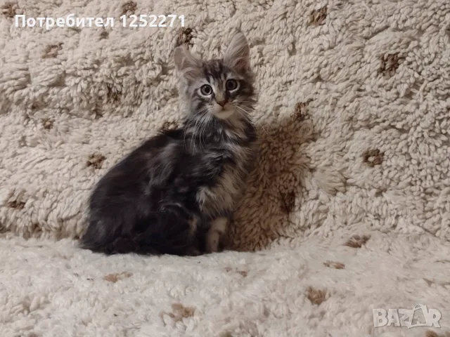 Красиво мъжко Мей куун котенце