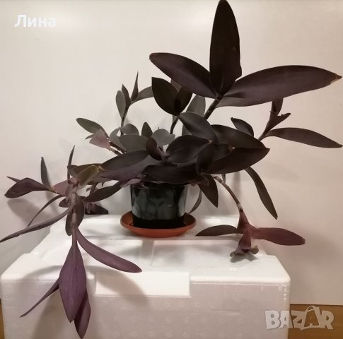 Традесканция /Tradescantia Pallida Purple Heart/, снимка 2 - Стайни растения - 40475489