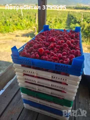 Продавам плод малини