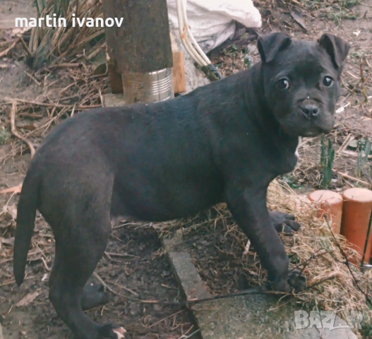 Мъжко питбулче, снимка 7 - Питбул - 53513097