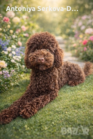 Пудел Мини/Poodle Mini