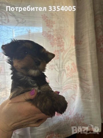 Мъжко йорки , снимка 2 - Йоркширски териер - 53798028