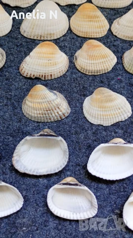 Черупки от стриди, снимка 10 - Морски сувенири - 48439581