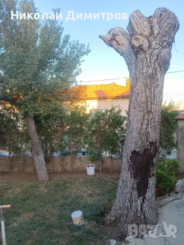 орех за дървен материал , снимка 3 - Други - 47760522