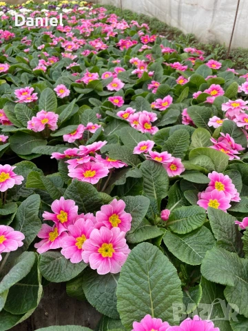 Иглика, снимка 4 - Градински цветя и растения - 53354409