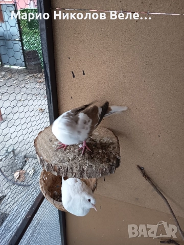 гугутки смехурки , снимка 8 - Гълъби - 52550070