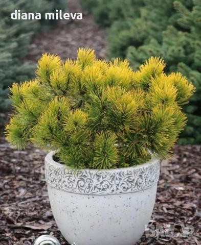 Pinus mugo Dezember gold(Клек Декемврийско злато), снимка 2 - Градински цветя и растения - 52113275