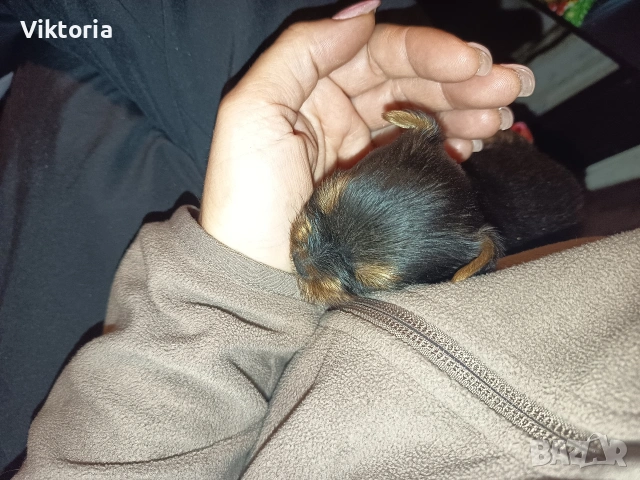 Йоркширски териери, снимка 11 - Йоркширски териер - 52221495