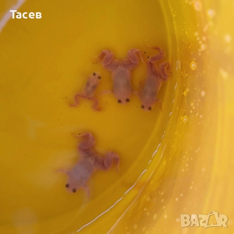 Ноктеста жаба