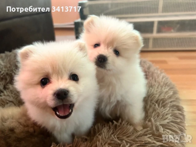 Мини шпиц-момиченца, снимка 1