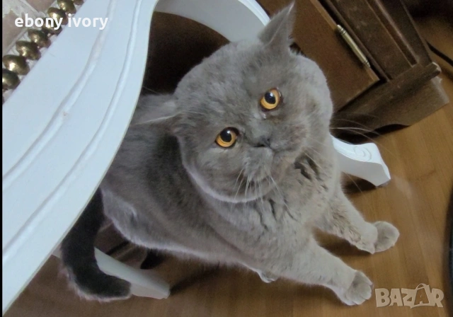 Мъжки късокосмест британски котарак предлага заплождане на женски , снимка 2 - Британска късокосместа - 53141990