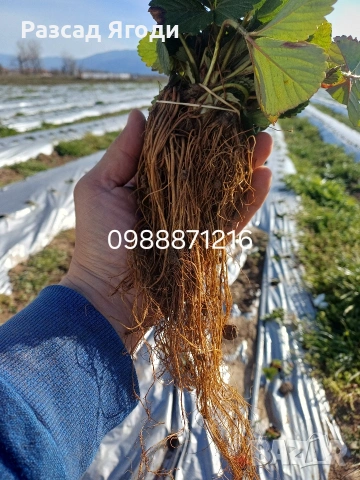 Предлагаме разсад ягоди, снимка 3 - Разсади - 53589069