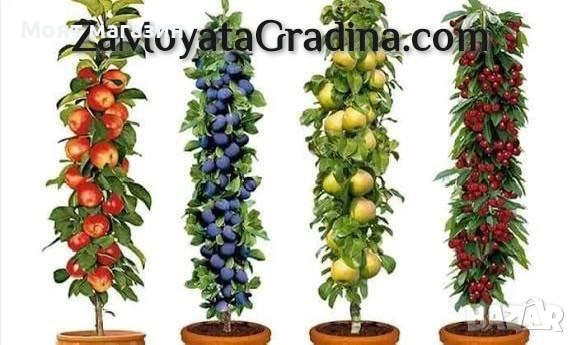 Мини дръвчета, снимка 5 - Градински цветя и растения - 53631614