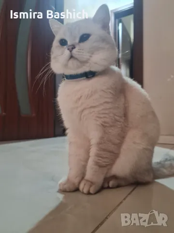 Британец за разплод, снимка 8 - Британска късокосместа - 49222261