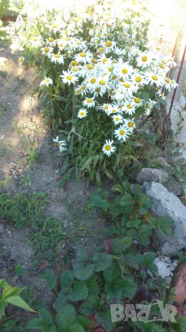 Продавам цветя Градинска маргарита – бяла и жълта, разсад, снимка 14 - Разсади - 44297106