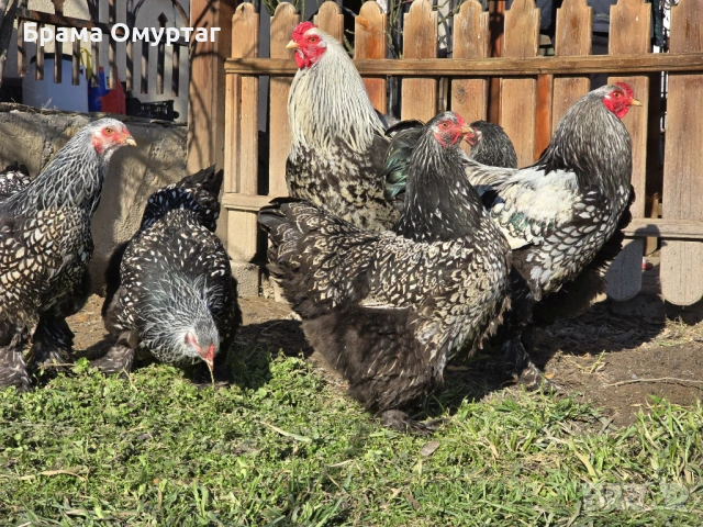 Продавам разплодни яйца от Сребърно кантирана барма (Silver Laced), снимка 11 - Кокошки и пуйки - 53811785
