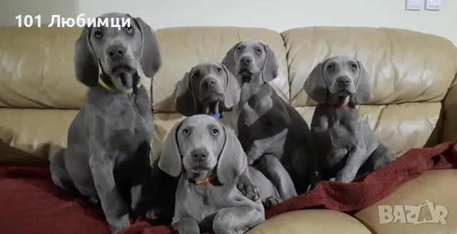 Ваймарански птичари